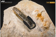 Belemnite fossile di Buttenheim