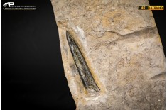 Belemnite fossile di Buttenheim
