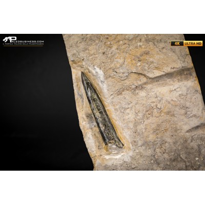 Belemnite fossile di Buttenheim