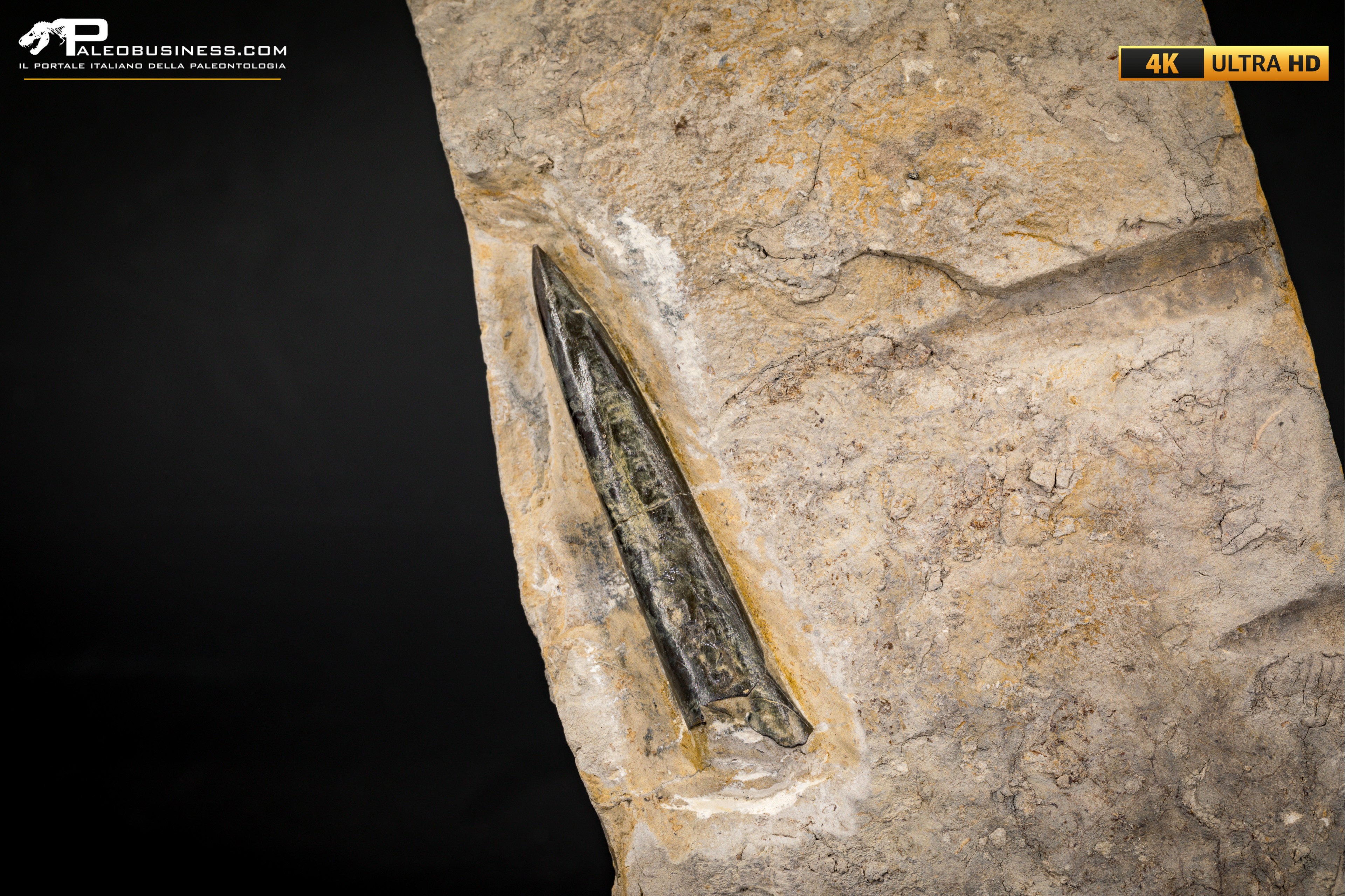 Belemnite fossile di Buttenheim