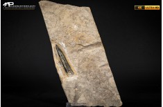 Belemnite fossile di Buttenheim