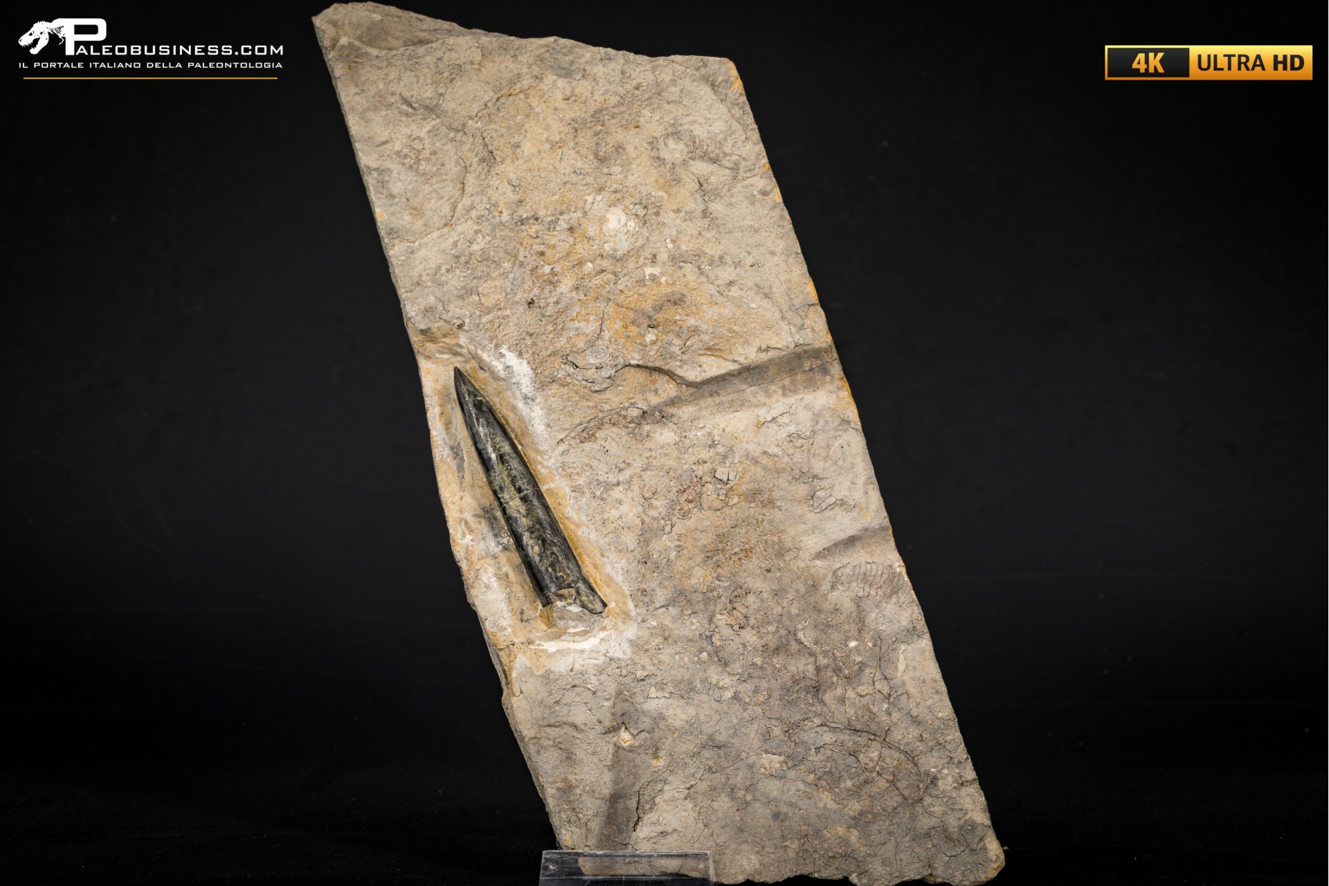 Belemnite fossile di Buttenheim Belemnite fossile di Buttenheim