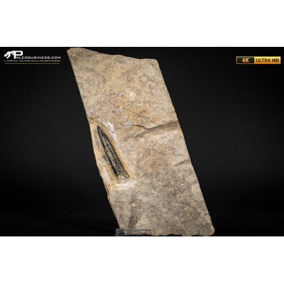Belemnite fossile di Buttenheim
