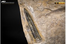 Belemnite fossile di Buttenheim