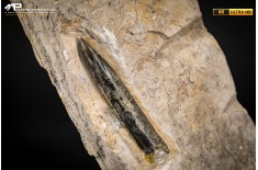 Belemnite fossile di Buttenheim