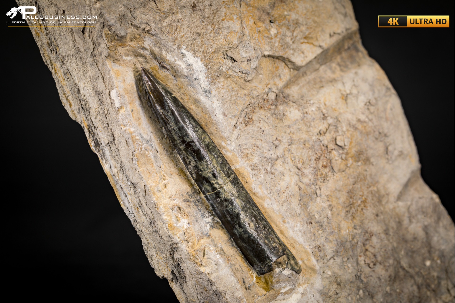 Belemnite fossile di Buttenheim Belemnite fossile di Buttenheim