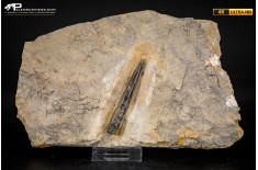 Belemnite fossile di Buttenheim