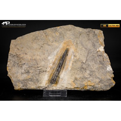 Belemnite fossile di Buttenheim