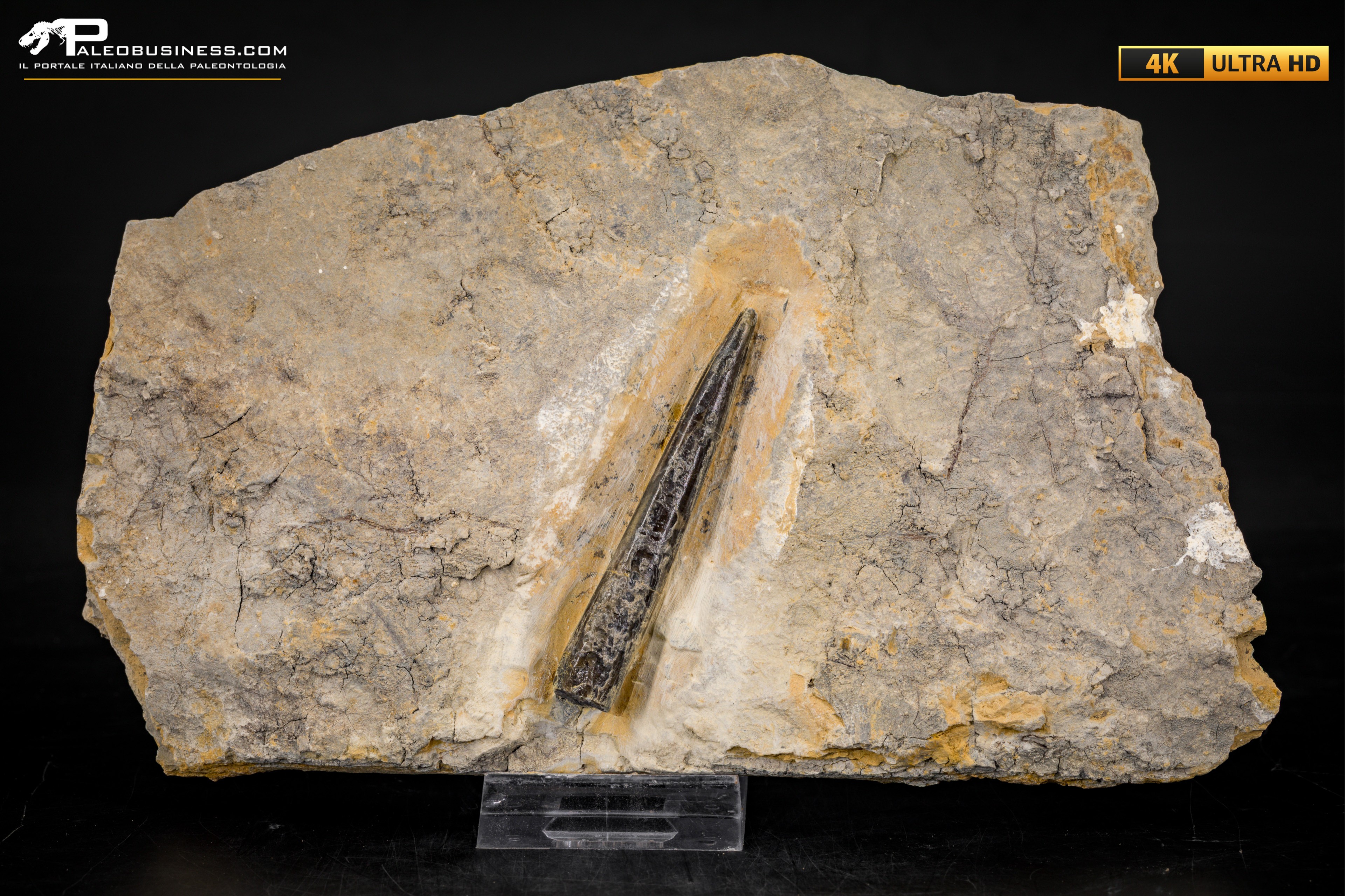 Belemnite fossile di Buttenheim