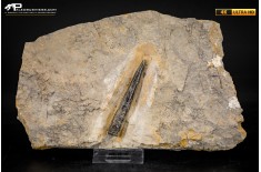 Belemnite fossile di Buttenheim