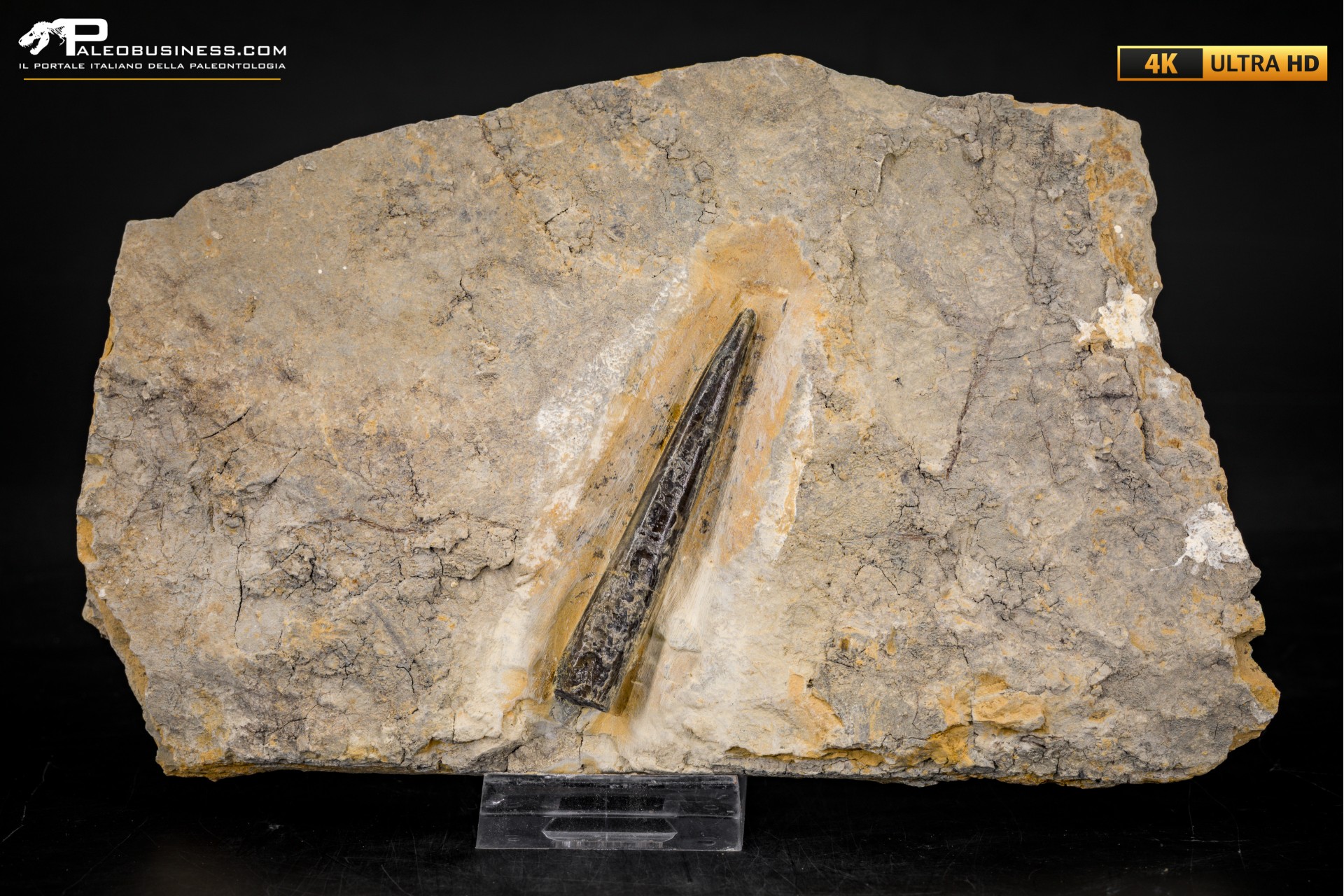 Belemnite fossile di Buttenheim Belemnite fossile di Buttenheim
