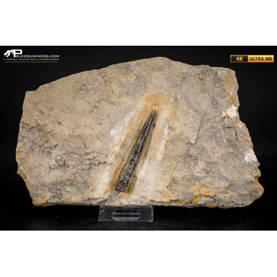 Belemnite fossile di Buttenheim
