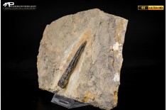 Belemnite fossile di Buttenheim