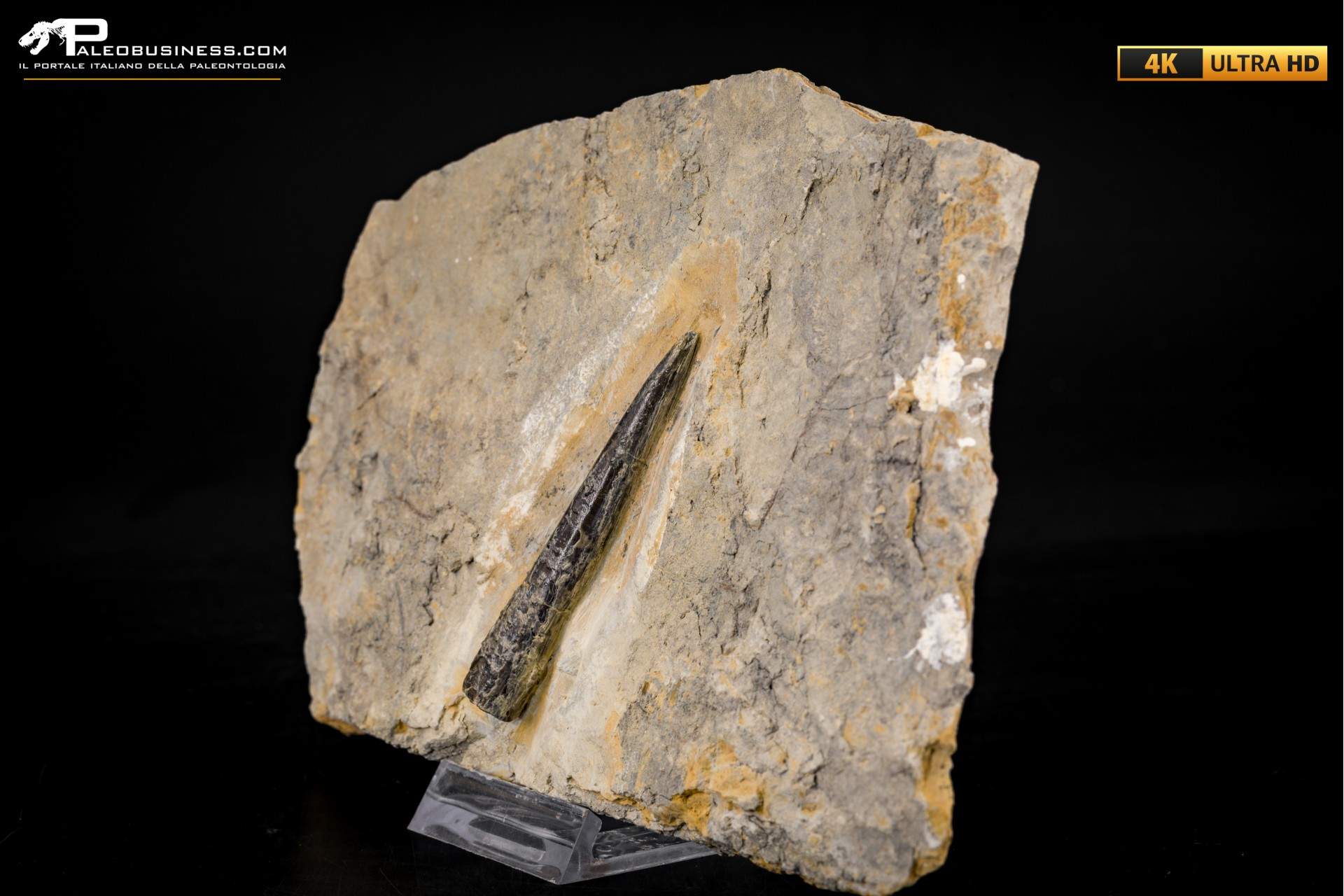 Belemnite fossile di Buttenheim Belemnite fossile di Buttenheim