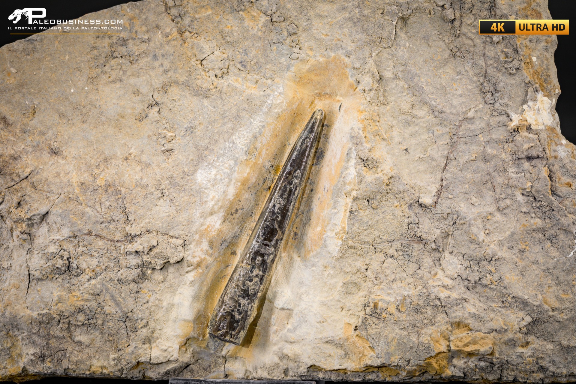 Belemnite fossile di Buttenheim Belemnite fossile di Buttenheim