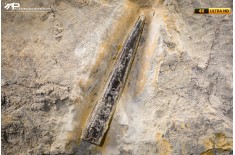 Belemnite fossile di Buttenheim