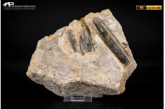 Belemnite fossile di Buttenheim