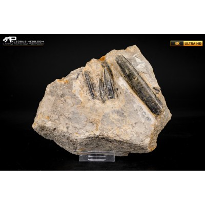 Belemnite fossile di Buttenheim
