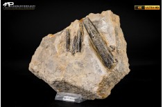 Belemnite fossile di Buttenheim