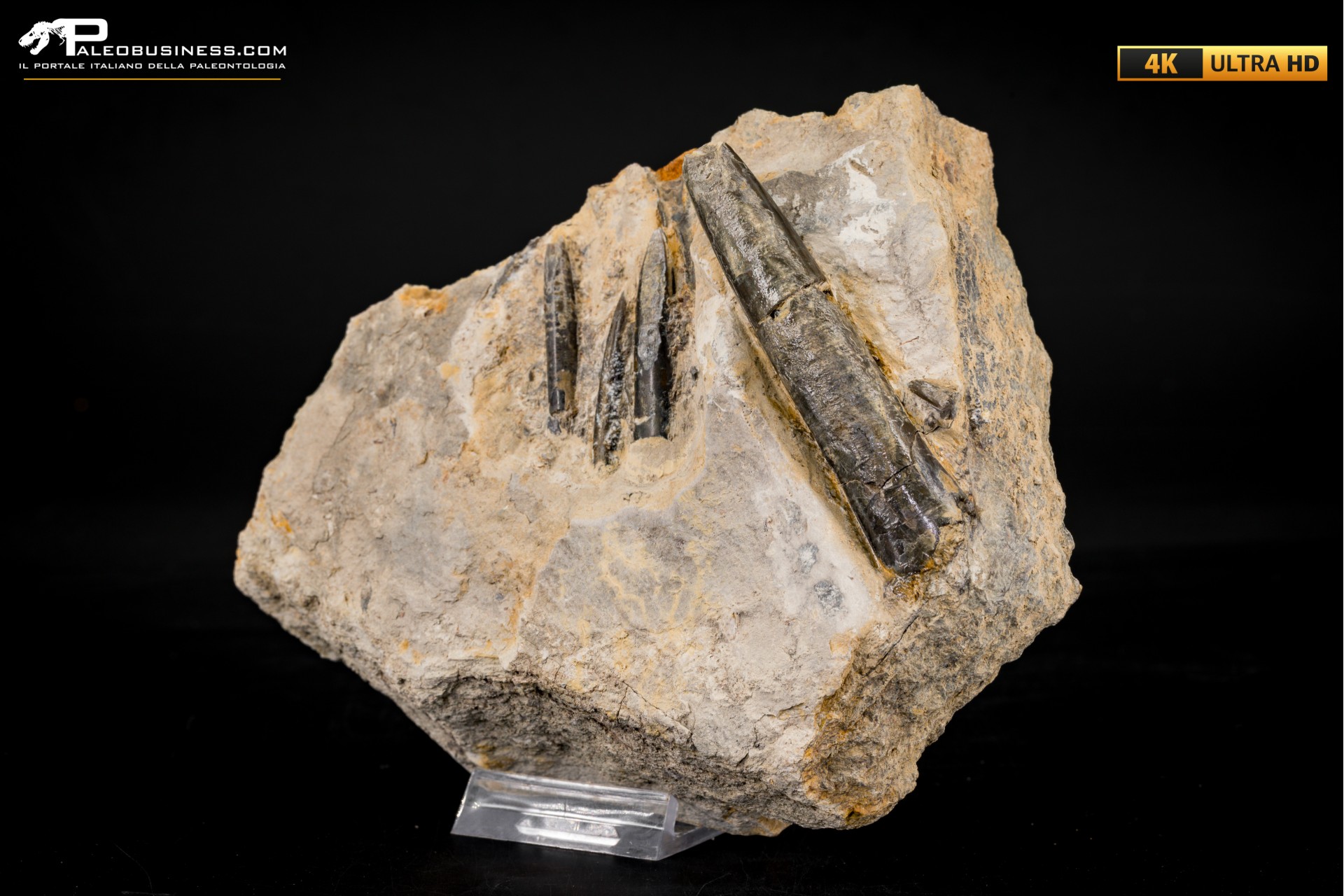 Belemnite fossile di Buttenheim Belemnite fossile di Buttenheim