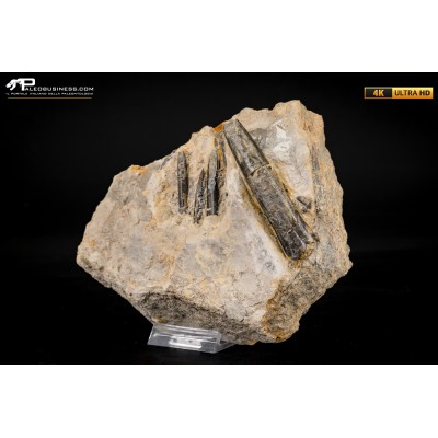 Belemnite fossile di Buttenheim