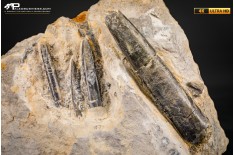 Belemnite fossile di Buttenheim
