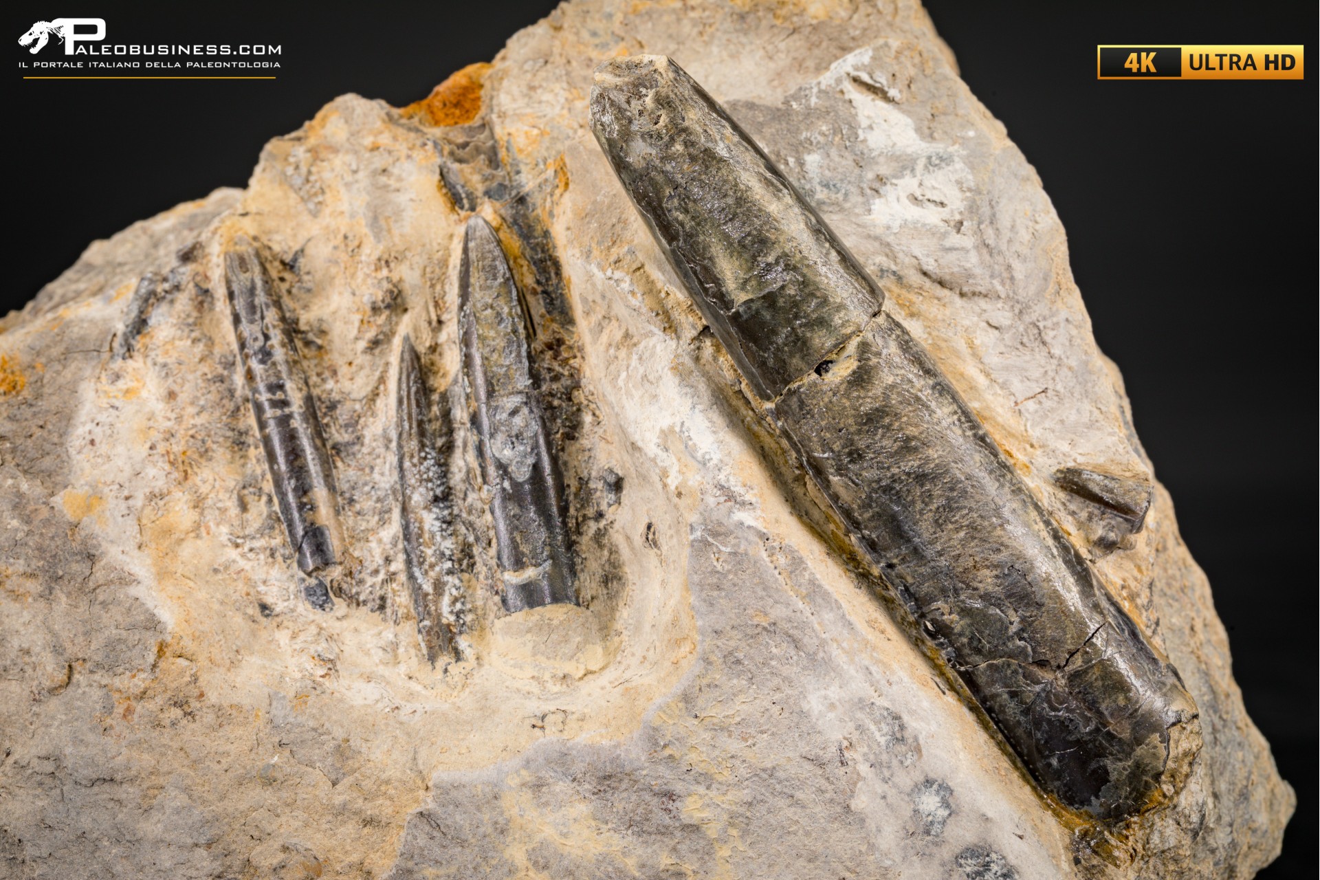 Belemnite fossile di Buttenheim Belemnite fossile di Buttenheim