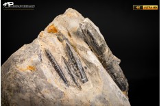 Belemnite fossile di Buttenheim
