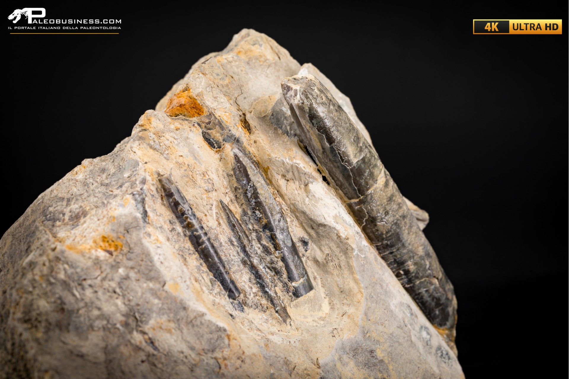 Belemnite fossile di Buttenheim Belemnite fossile di Buttenheim