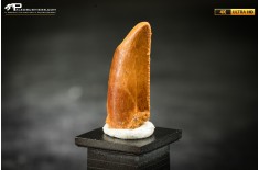 Dente fossile di dinosauro abelisauride
