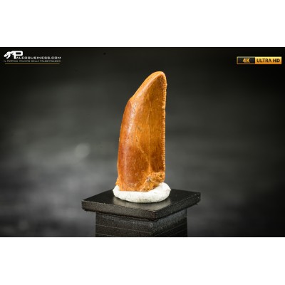 Dente fossile di dinosauro abelisauride
