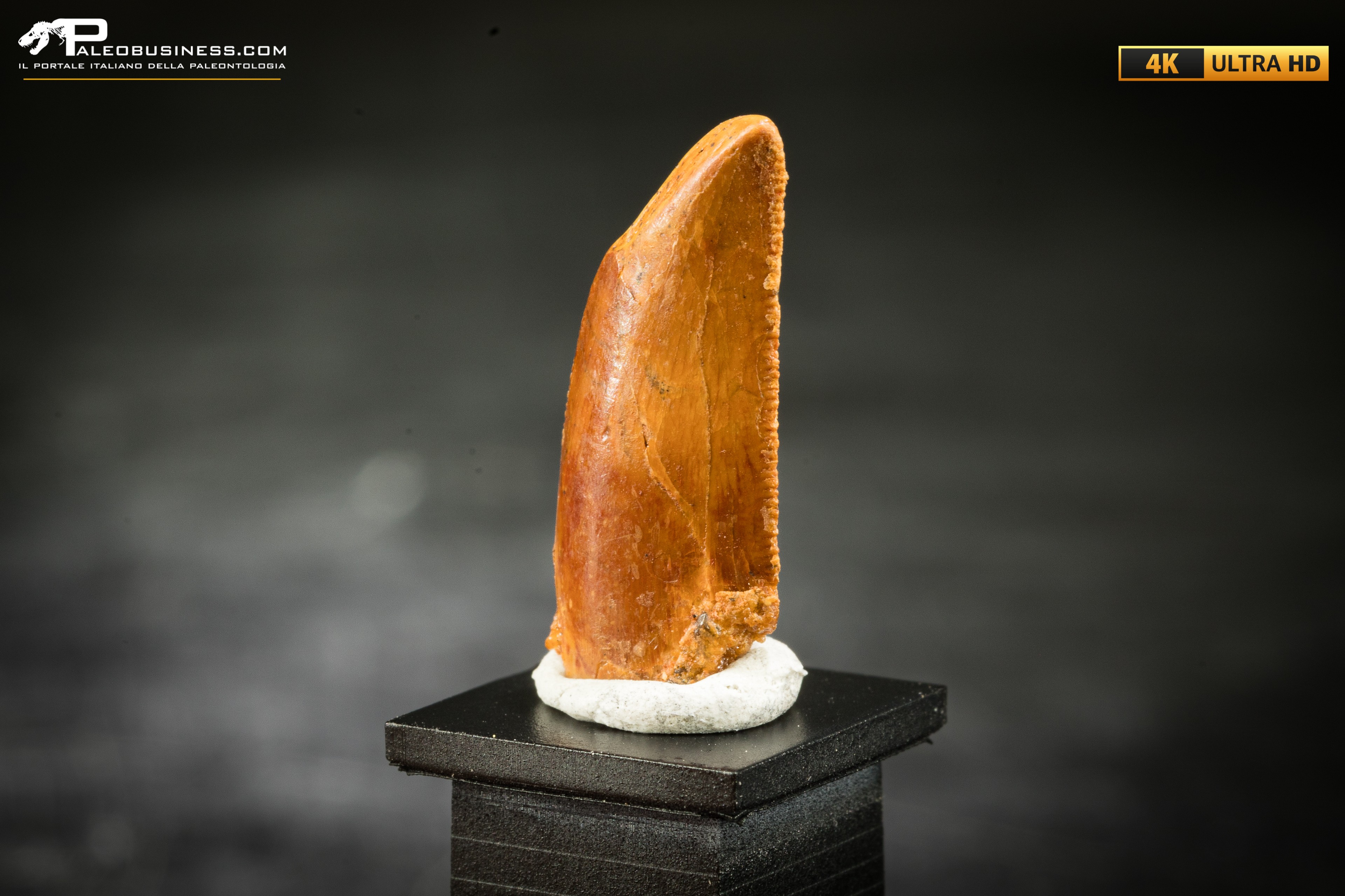 Dente fossile di dinosauro abelisauride