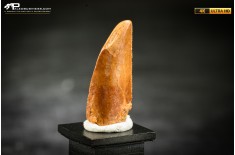 Dente fossile di dinosauro abelisauride