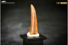 Dente fossile di dinosauro abelisauride
