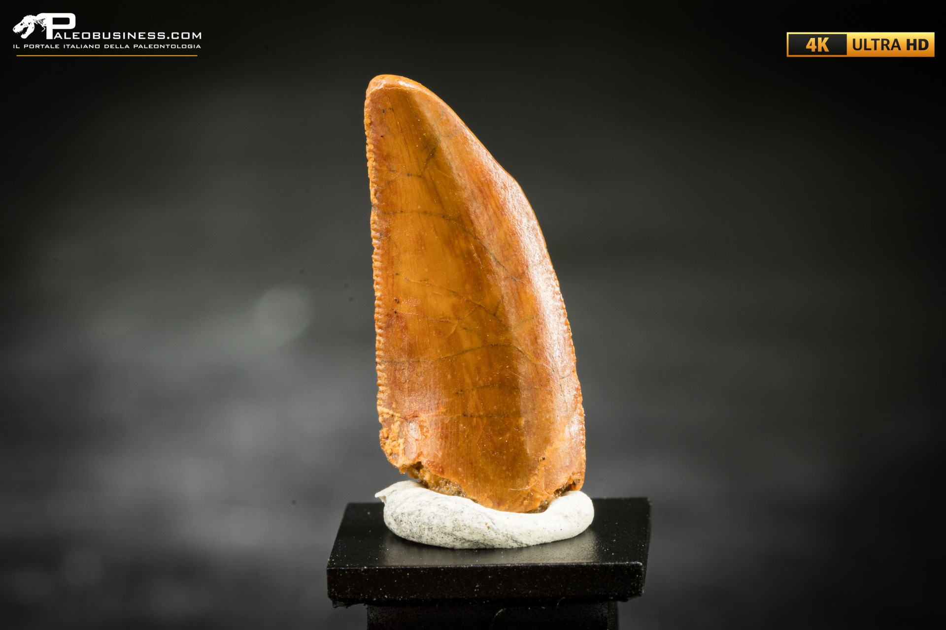Dente fossile di dinosauro abelisauride Dente fossile di dinosauro abelisauride