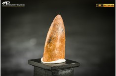 Dente fossile di dinosauro abelisauride