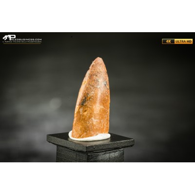 Dente fossile di dinosauro abelisauride