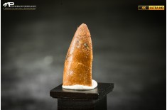 Dente fossile di dinosauro abelisauride