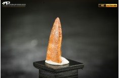 Dente fossile di dinosauro abelisauride