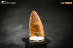 Dente fossile di dinosauro abelisauride