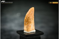 Dente fossile di dinosauro abelisauride