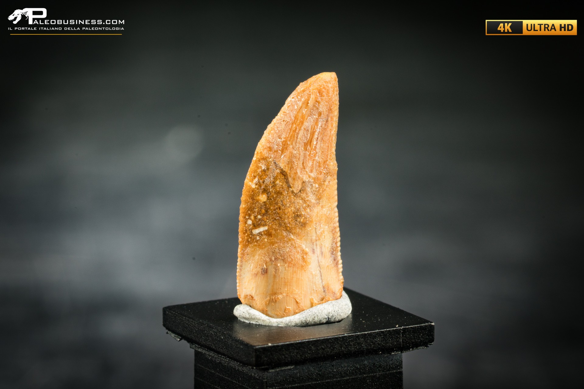 Dente fossile di dinosauro abelisauride Dente fossile di dinosauro abelisauride