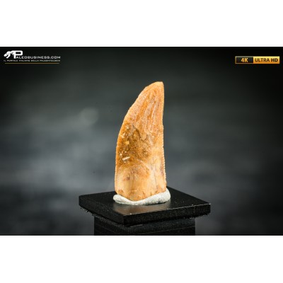 Dente fossile di dinosauro abelisauride