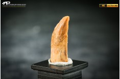 Dente fossile di dinosauro abelisauride