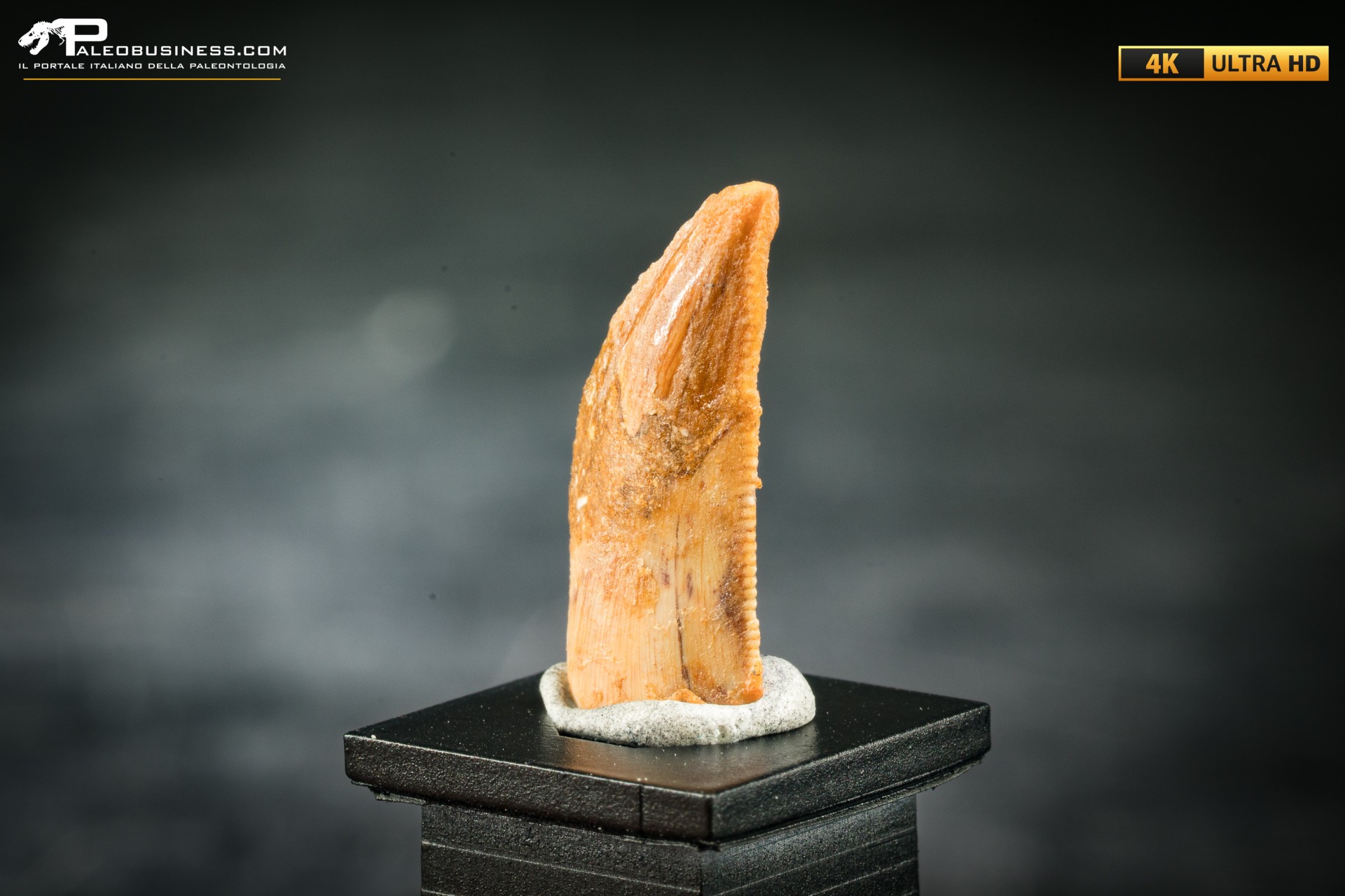 Dente fossile di dinosauro abelisauride Dente fossile di dinosauro abelisauride
