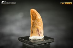 Dente fossile di dinosauro abelisauride