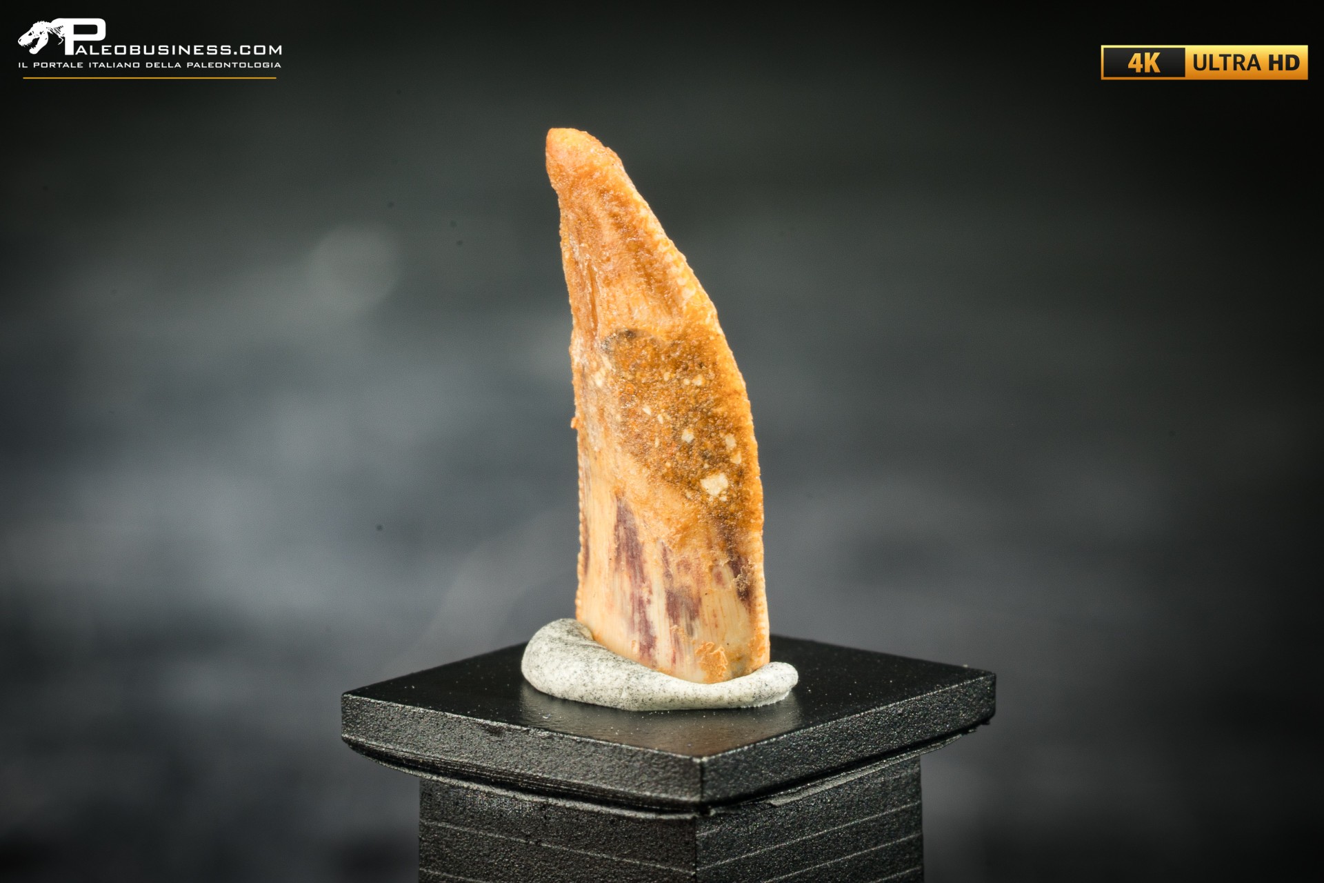 Dente fossile di dinosauro abelisauride Dente fossile di dinosauro abelisauride
