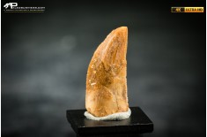 Dente fossile di dinosauro abelisauride