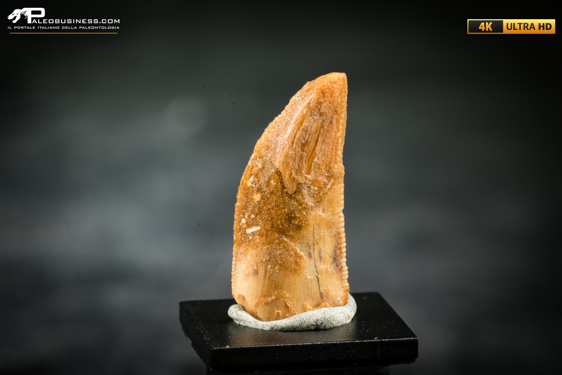 Dente fossile di dinosauro abelisauride Dente fossile di dinosauro abelisauride