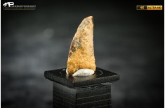 Dente fossile di dinosauro abelisauride